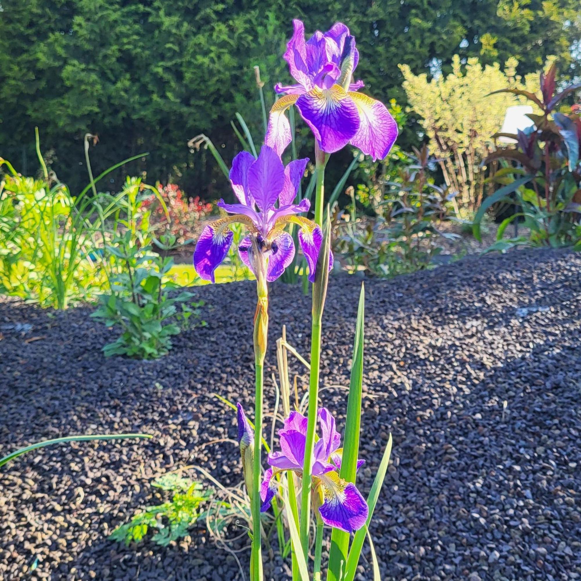 Komfort Mit Wellness-garten - Gaestehaus Am Bachlauf - Am Losheim